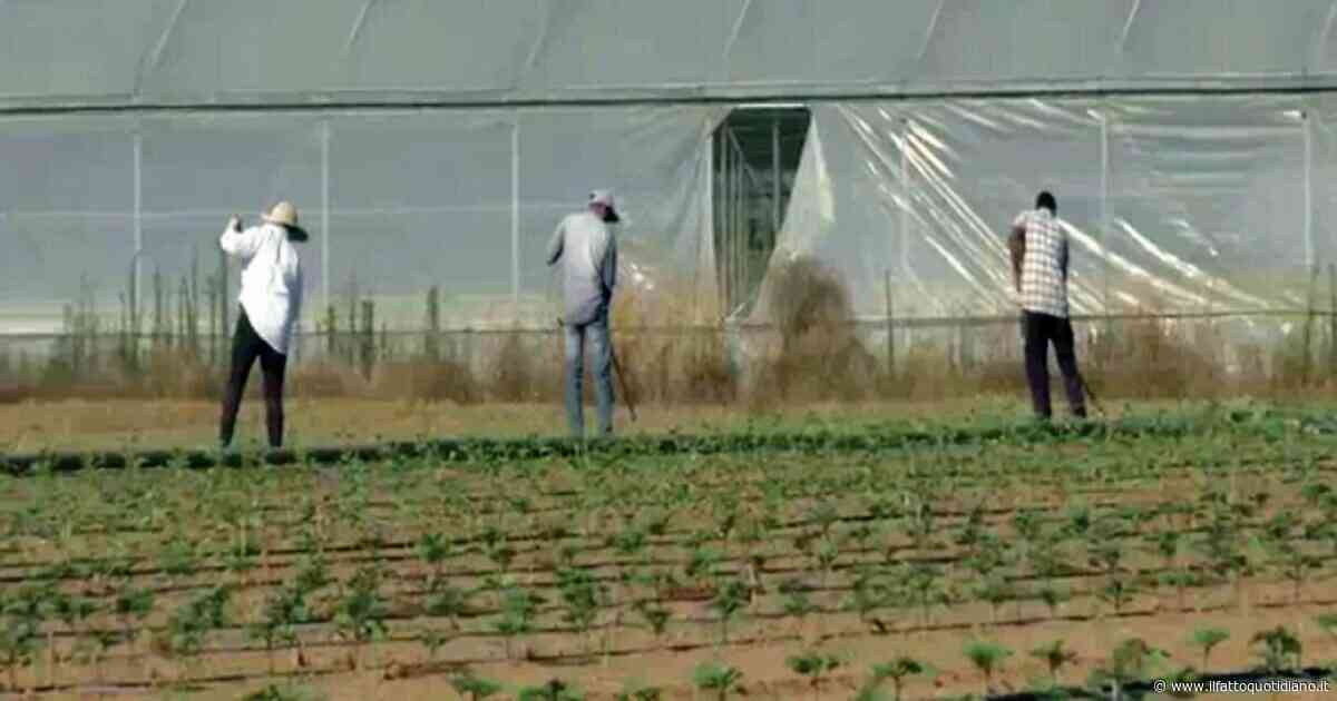 Strage Amendolara, c’è solo una soluzione: regolarizzare i braccianti e sorvegliare i datori di lavoro