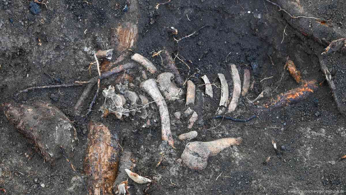 Horrorfund im Garten – Braunschweiger Familie findet mehrere Skelette