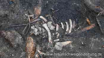 Horrorfund im Garten – Braunschweiger Familie findet mehrere Skelette