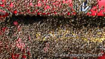 Mystery as thousands of bees swarm man's car outside Tyneside bingo hall
