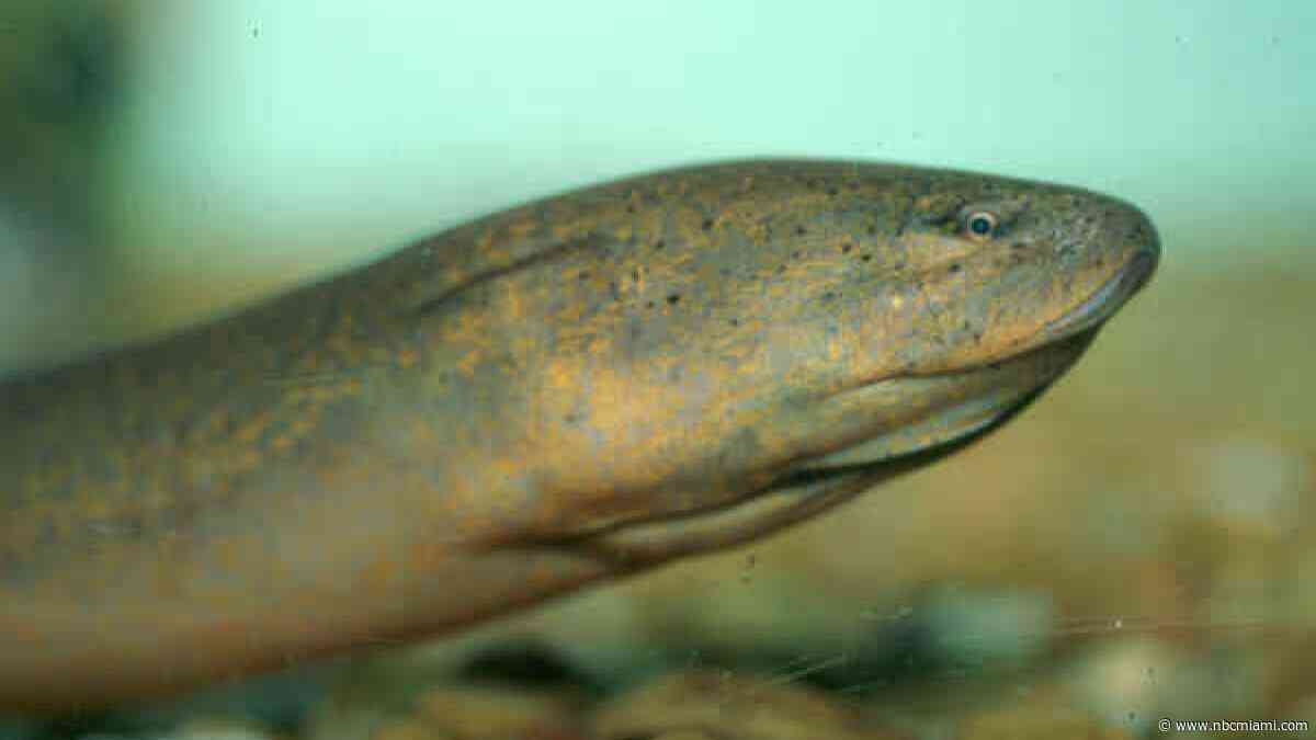Asian Swamp Eel an ecological “high risk” to South Florida, says USFWS