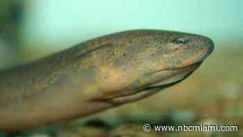 Asian Swamp Eel an ecological “high risk” to South Florida, says USFWS