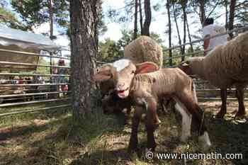 Fête de la transhumance à Bargème : des animations pour rendre hommage au pastoralisme local