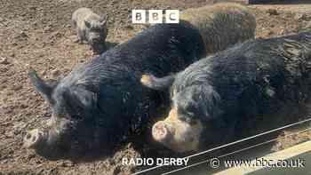 Pigs keep cool thanks to water pistols