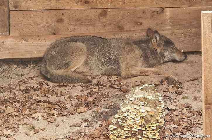 Nach Attacke auf Frau: Hamburger Wolf wahrscheinlich tot