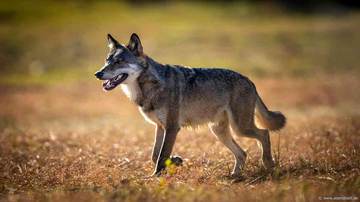 Der Hamburger Wolf ist womöglich tot – warum die Umweltbehörde das vermutet