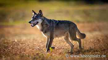 Der Hamburger Wolf ist womöglich tot – warum die Umweltbehörde das vermutet