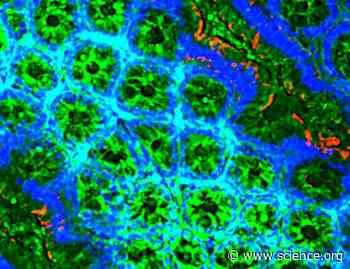 Environmental regulation of mucosal-associated invariant T cells: Adding food for thought | Science Signaling