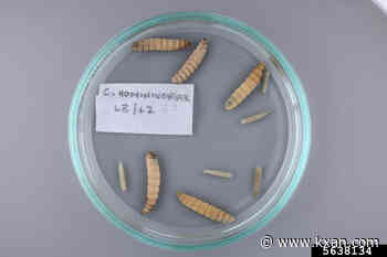 Abbott, state leaders give update on New World screwworm response