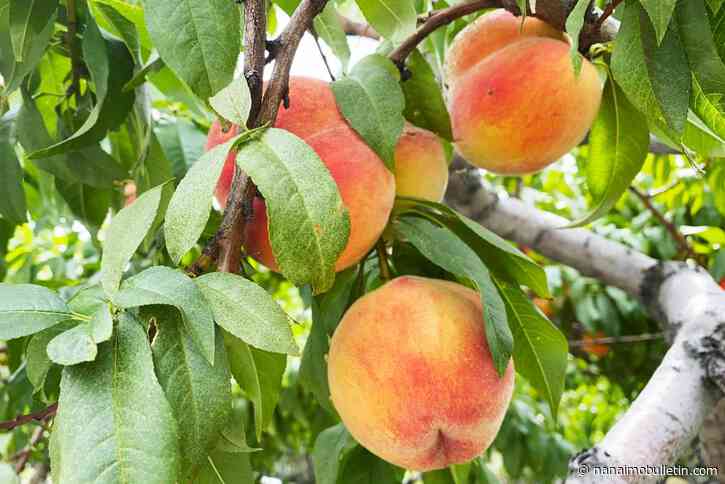 Urgent need for orchard survival plan amid major Vernon water cuts: BC Fruit Growers