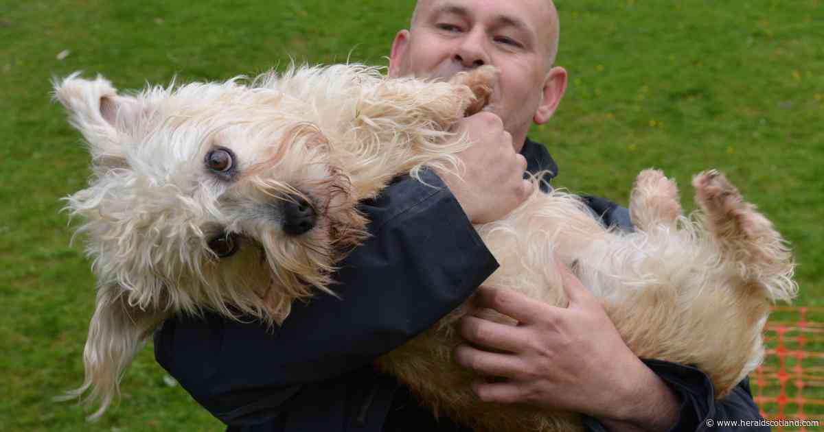 Alarm grows as numbers of the little terrier that inspired a literary giant plummet