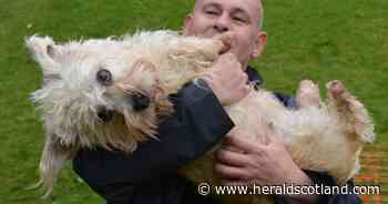 Alarm grows as numbers of the little terrier that inspired a literary giant plummet