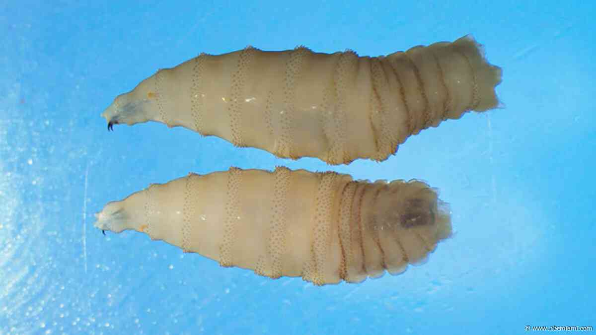 Florida enacts emergency rules for screwworm, parasitic fly found in Texas