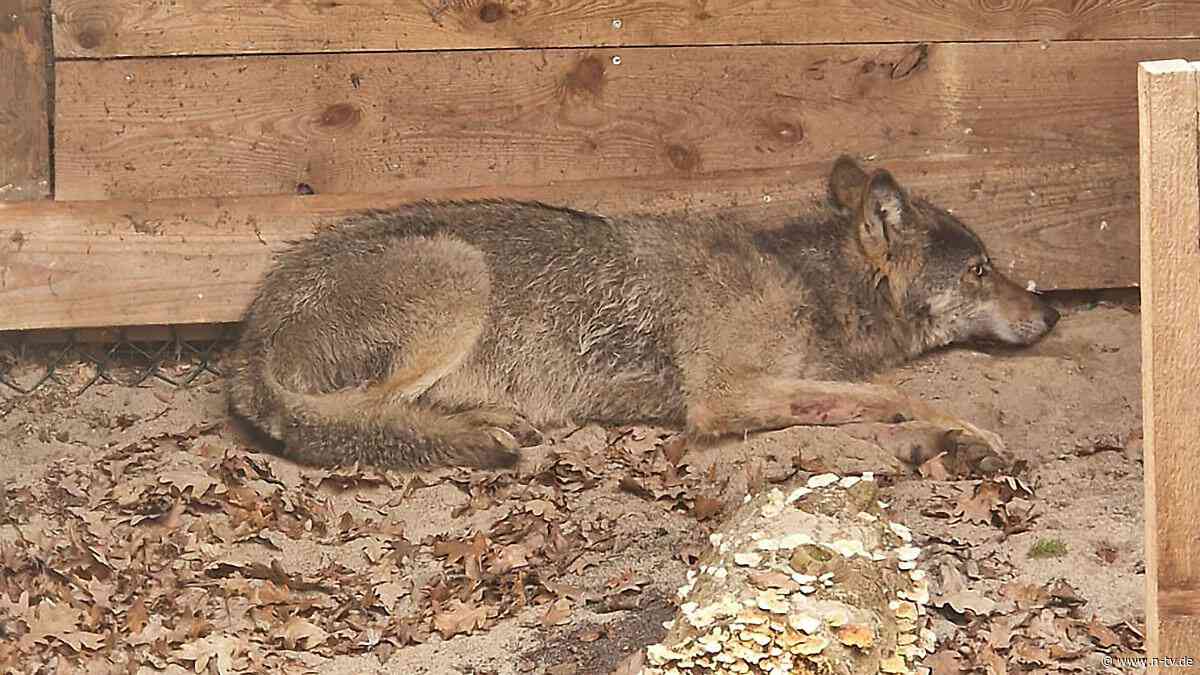 Tier getötet, Sender zerstört?: Der Hamburger Wolf ist wahrscheinlich tot