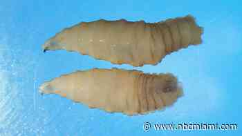 Florida enacts emergency rules for screwworm, parasitic fly found in Texas