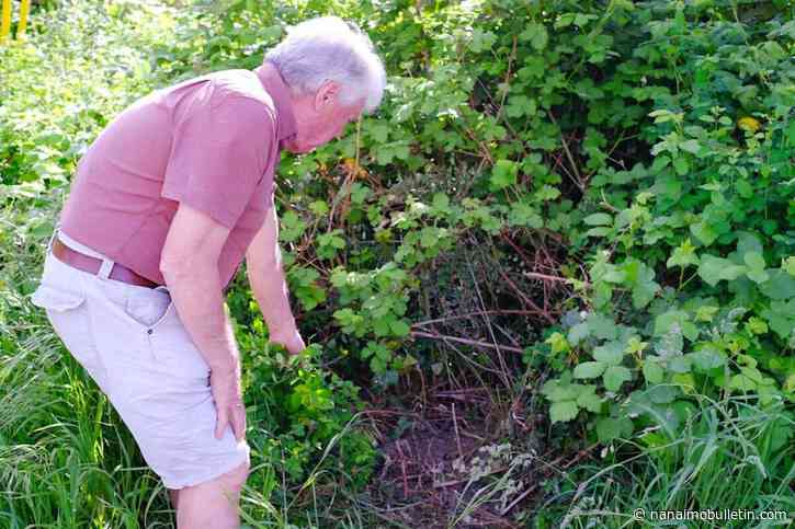 Fight against highly invasive weed continues for Vancouver Island man