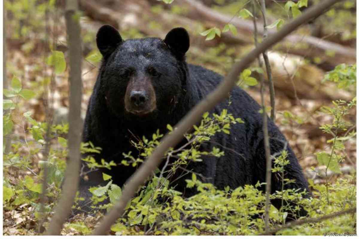 Bear Sighting Reported In Laramie