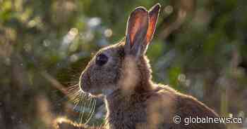 Judge sentences Calgary man to 8 years in ‘inconceivable’ rabbit killings