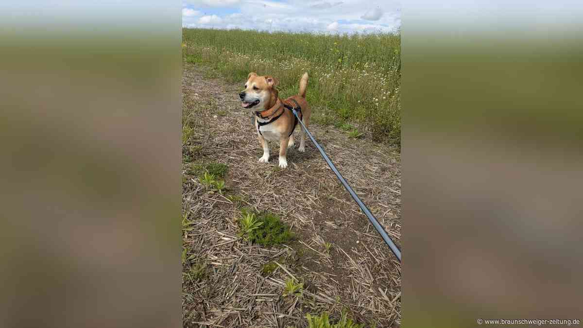 Garm – „Chefhund“ sucht ein Zuhause in Peine