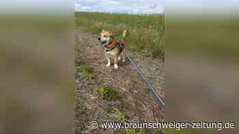 Garm – „Chefhund“ sucht ein Zuhause in Peine