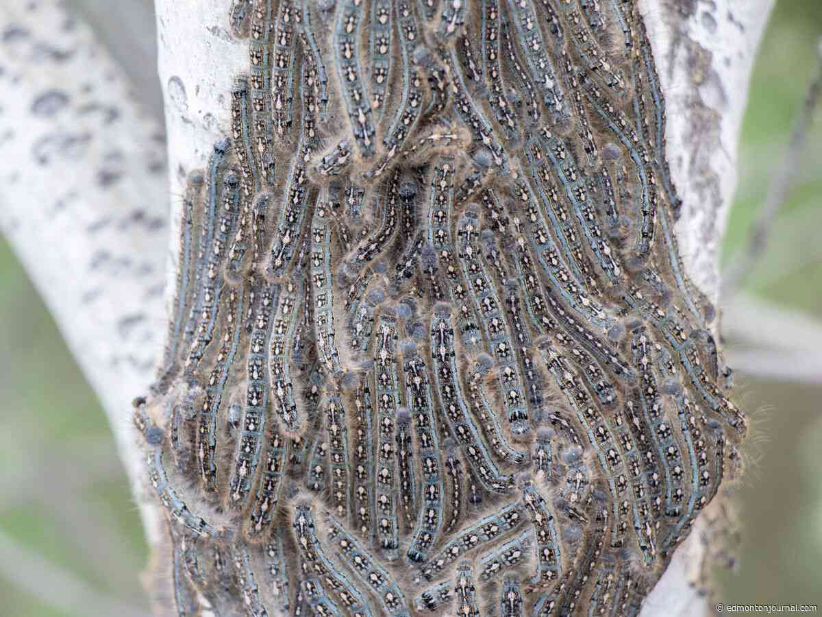 Tent caterpillars embrace the season in Edmonton area before morphing to moths