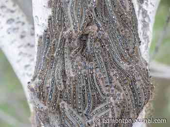 Tent caterpillars embrace the season in Edmonton area before morphing to moths
