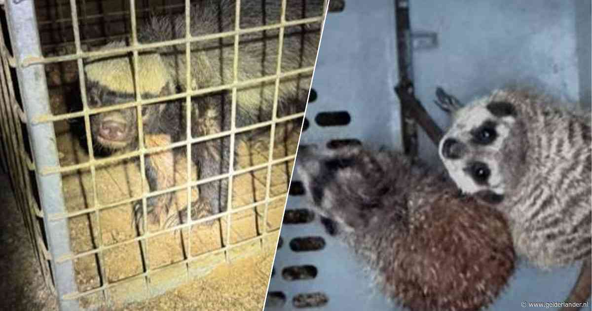 Otters, stokstaartjes en tientallen andere exotische dieren uit Limburgse woning gehaald