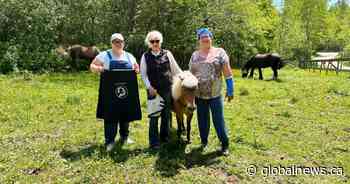 New equine therapy program to help Nova Scotians with addictions recovery