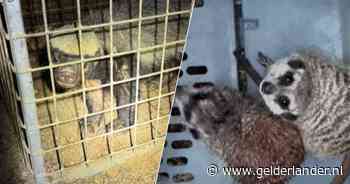 Otters, stokstaartjes en tientallen andere exotische dieren uit Limburgse woning gehaald