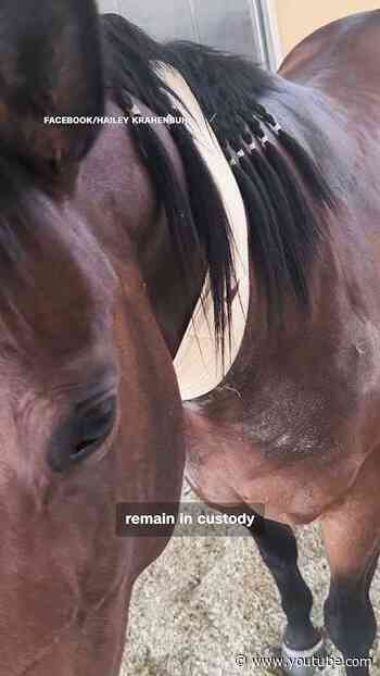 Teen accused of stabbing three competition horses