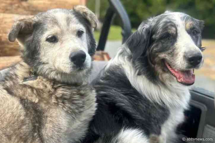 Defamation suit filed in relation to 2025 shooting of 2 dogs in B.C.