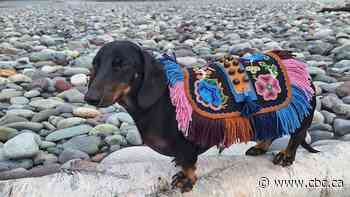 How a trip to the Métis Homeland inspired dapper designs for this dachshund