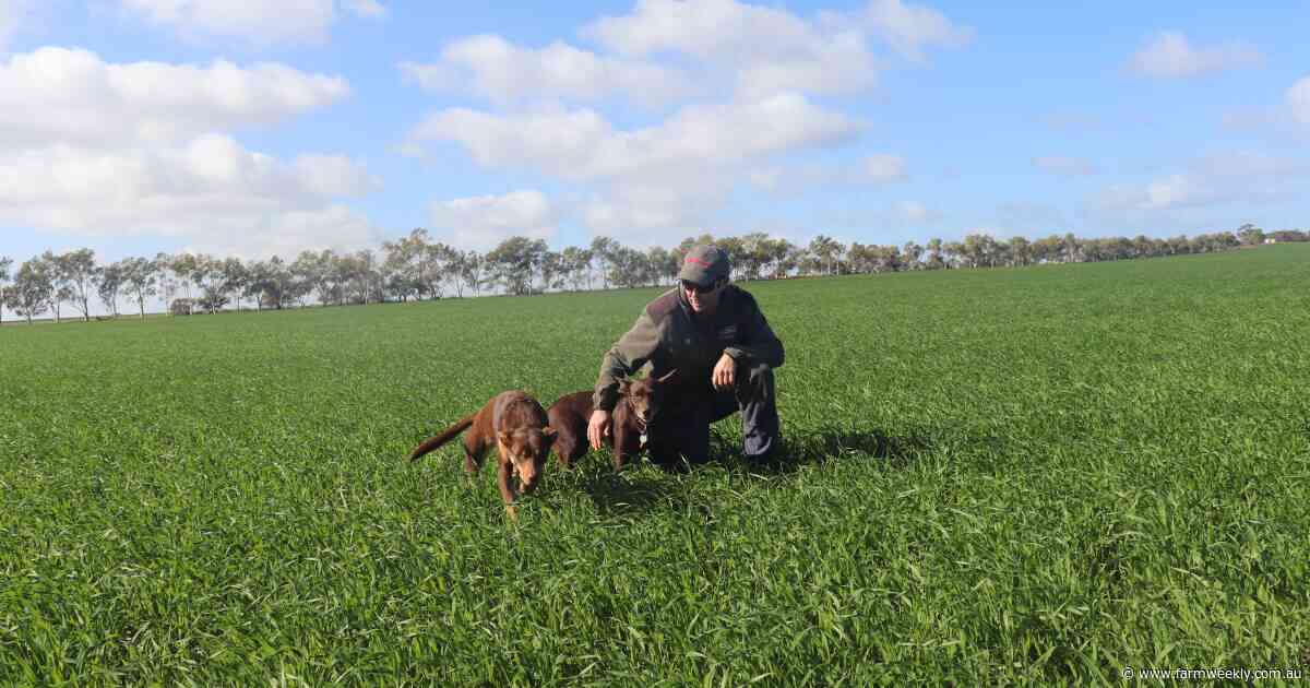 Growers monitor crops as weather draws out pests which are causing damage