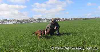 Growers monitor crops as weather draws out pests which are causing damage