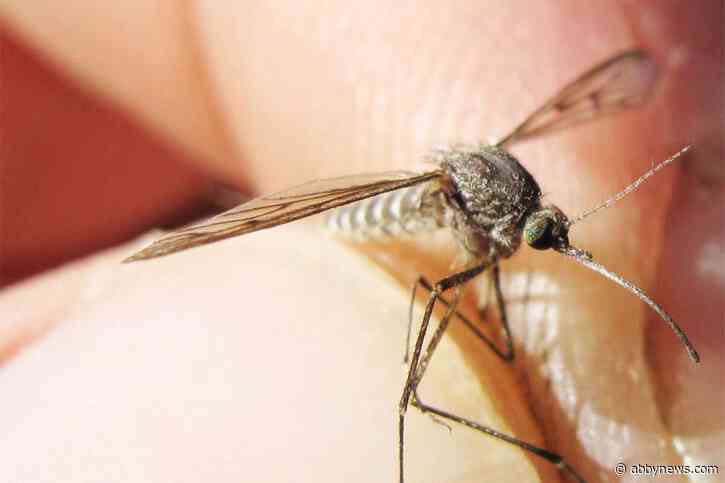 2 mosquito species in B.C. show results for virus that can cause human illness