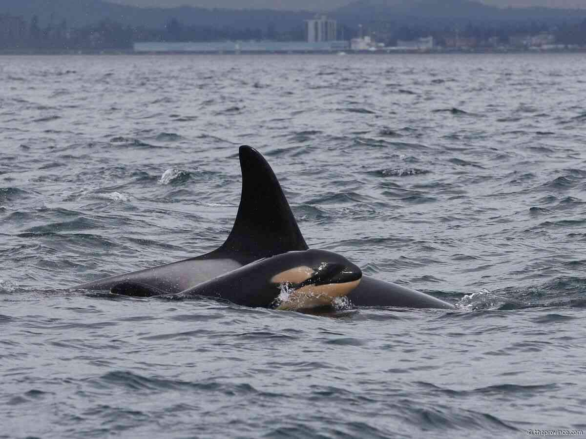 Opinion: Government poised to weaken Canada’s Species at Risk Act