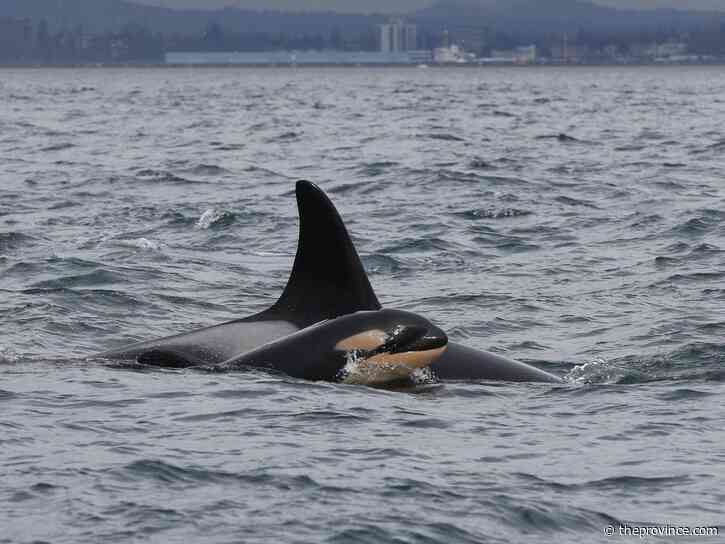 Opinion: Government poised to weaken Canada’s Species at Risk Act
