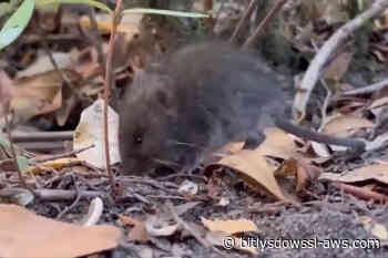 Argentina amplía a otra provincia el estudio de roedores por hantavirus
