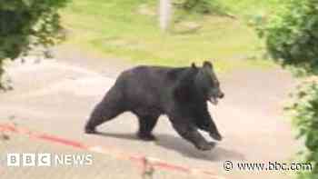Bear opens window in factory escape, Japanese police say