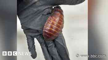 Giant hissing cockroaches among $200,000 worth of illegal insects seized in Australia