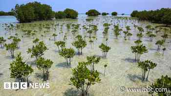 Mangrove forests are healing after decades of human destruction