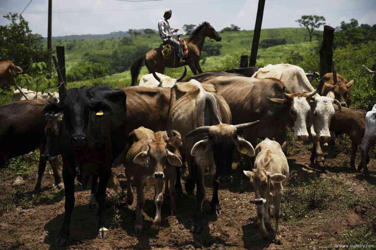 Canada temporarily blocking livestock from Texas due to New World screwworm