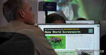 Canada to limit livestock imports from Texas over flesh-eating screwworm