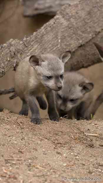 New Bat-Eared Fox Kits Cuteness