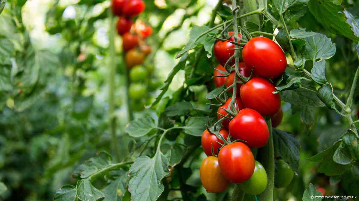 Welsh gardeners will have 'best year for tomatoes' after doing 1 easy job in June