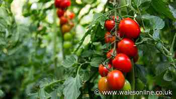 Welsh gardeners will have 'best year for tomatoes' after doing 1 easy job in June