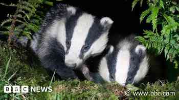 Almost 250,000 badgers were culled: was it worth it?