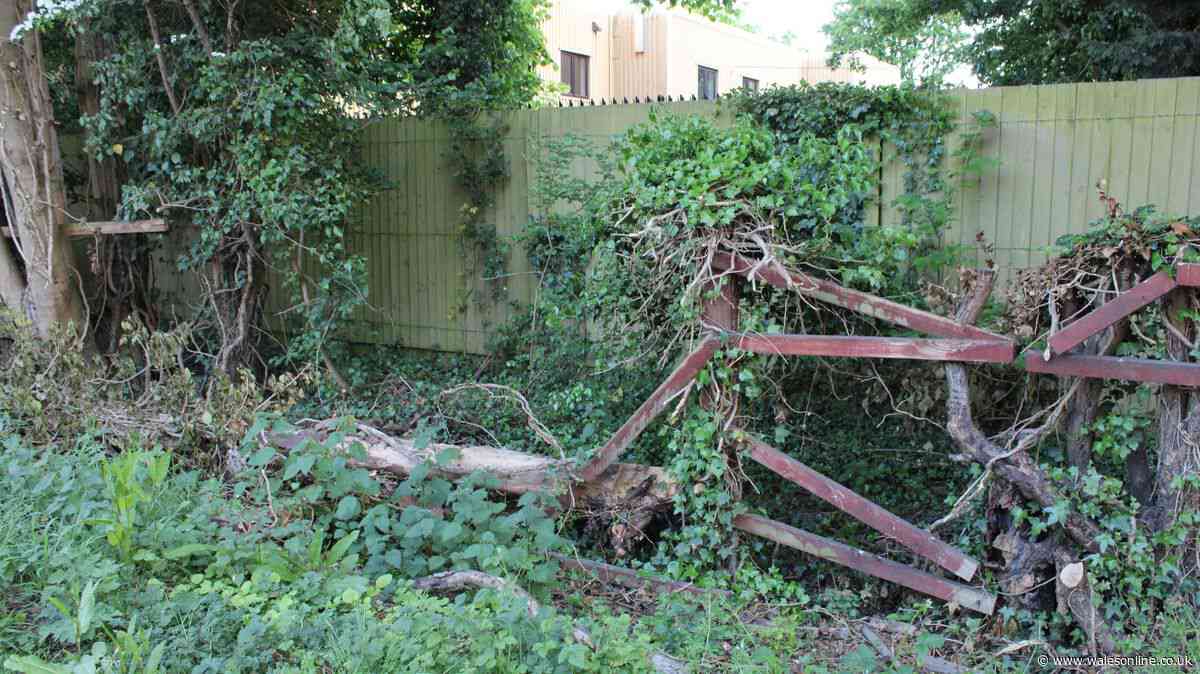 Lawyer says what to do if neighbour's tree is damaging your fence first step is vital