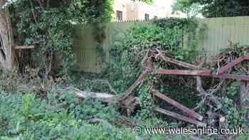 Lawyer says what to do if neighbour's tree is damaging your fence first step is vital