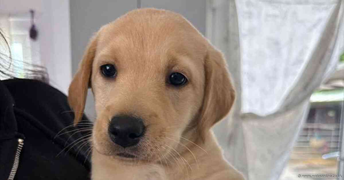 Adorable dogs in Wales looking for loving new owners